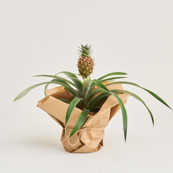 Ananasplante - antisnorkeplante
